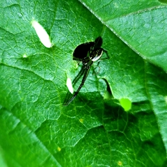 Diaea