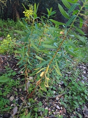 Euphorbia paniculata monchiquensis