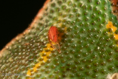 Erythraeoidea