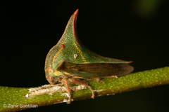 Umbonia