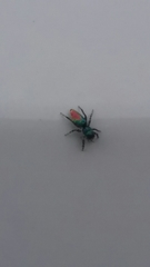 Salticus peckhamae