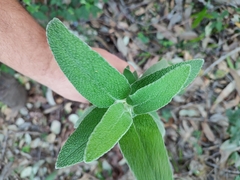 Phlomis purpurea