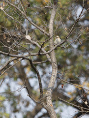 Gymnoris superciliaris