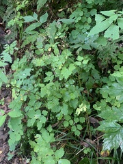 Thalictrum clavatum