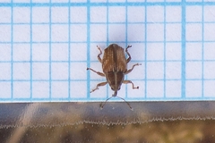 Trichosirocalus troglodytes