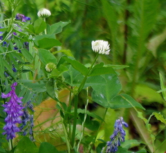 Trifolium hybridum