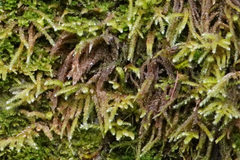 Eurhynchium