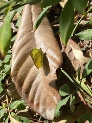 Abaeis salome jamapa