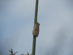 Hyperolius parallelus