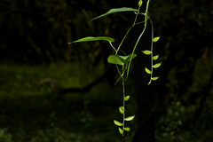 Dioscorea campestris