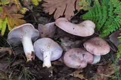 Lactarius luridus