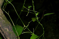 Dioscorea campestris