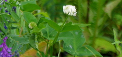 Trifolium hybridum