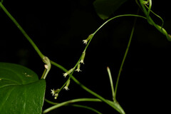Dioscorea campestris