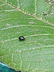 Plagiodera versicolora