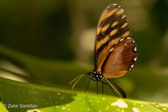 Dircenna kolijkensis