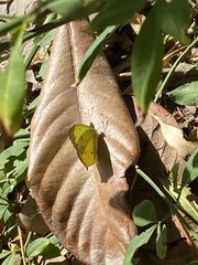 Abaeis salome jamapa