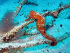 Hippocampus reidi