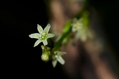 Dioscorea campestris