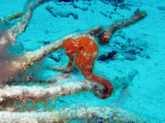 Hippocampus reidi