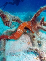 Hippocampus reidi
