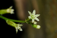 Dioscorea campestris