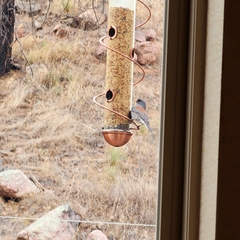 Junco hyemalis caniceps
