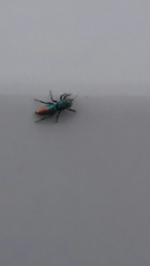 Salticus peckhamae