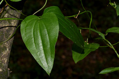 Dioscorea campestris