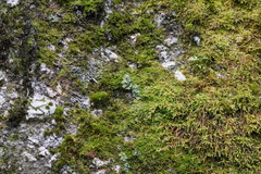 Eurhynchium