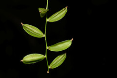 Dioscorea campestris