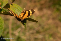 Consul fabius cecrops