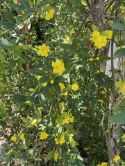 Jasminum mesnyi