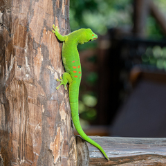 Phelsuma grandis