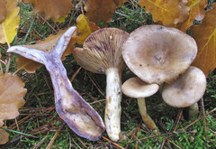 Lactarius luridus