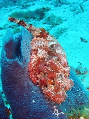 Scorpaena plumieri