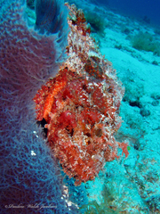 Spotted Scorpionfish photo 5