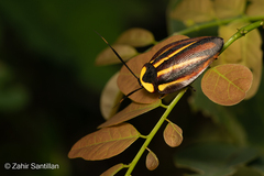 Rochaina mexicana
