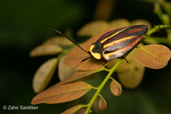 Rochaina mexicana