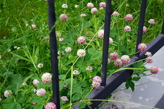 Trifolium hybridum
