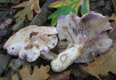 Lactarius luridus