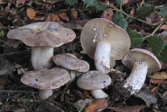 Lactarius luridus