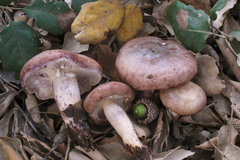 Lactarius luridus