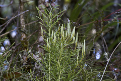 Lycopodium deuterodensum