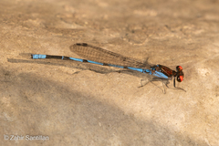Argia oenea