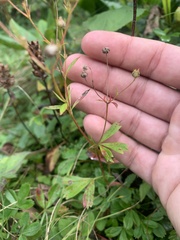 Sibbaldiopsis tridentata