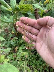 Sibbaldiopsis tridentata