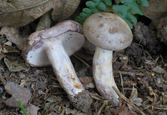 Lactarius luridus