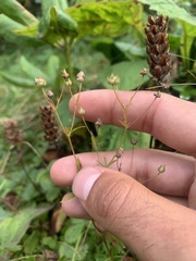 Sibbaldiopsis tridentata