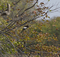 Lanius melanoleucus melanoleucus